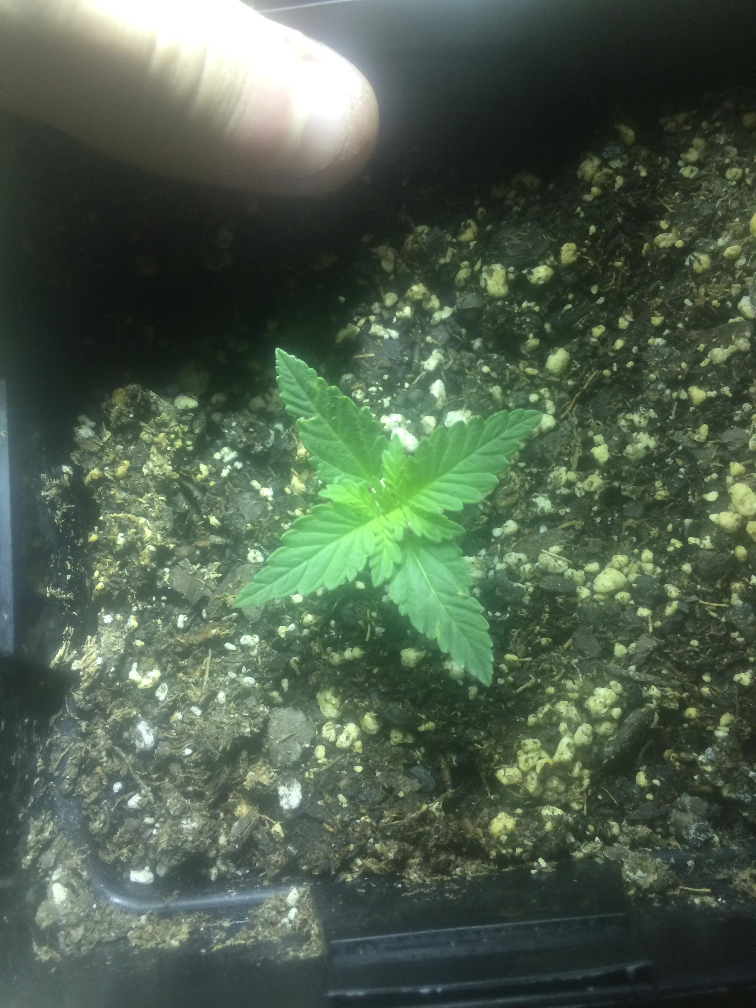 F25OLwM.jpg