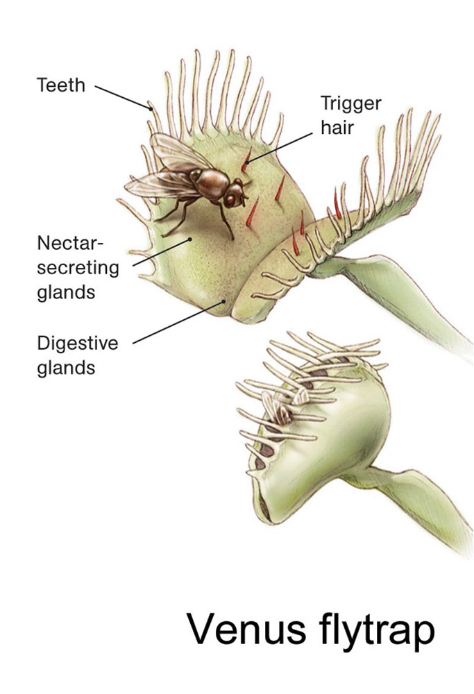 venus-flytrap.jpg