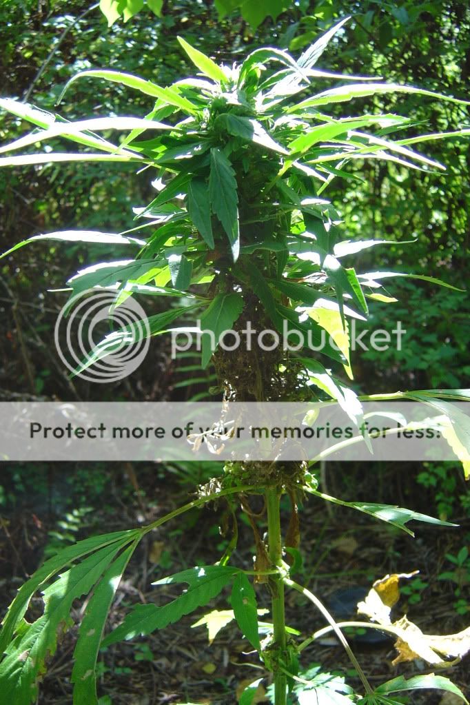 herbal4010.jpg
