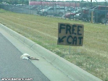 658_free_cat.1.jpg