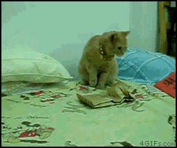 the_definitive_collection_of_cat_13.gif