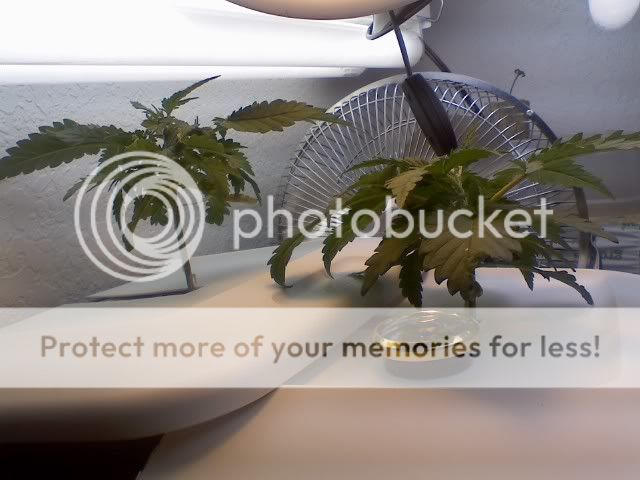 1024plants.jpg
