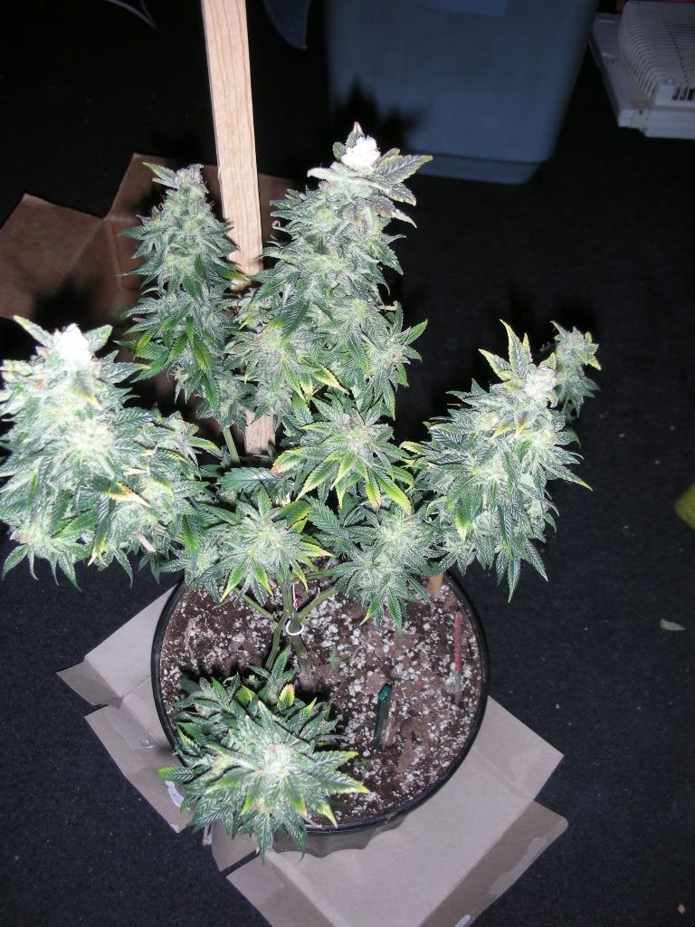 DSCN2525.jpg