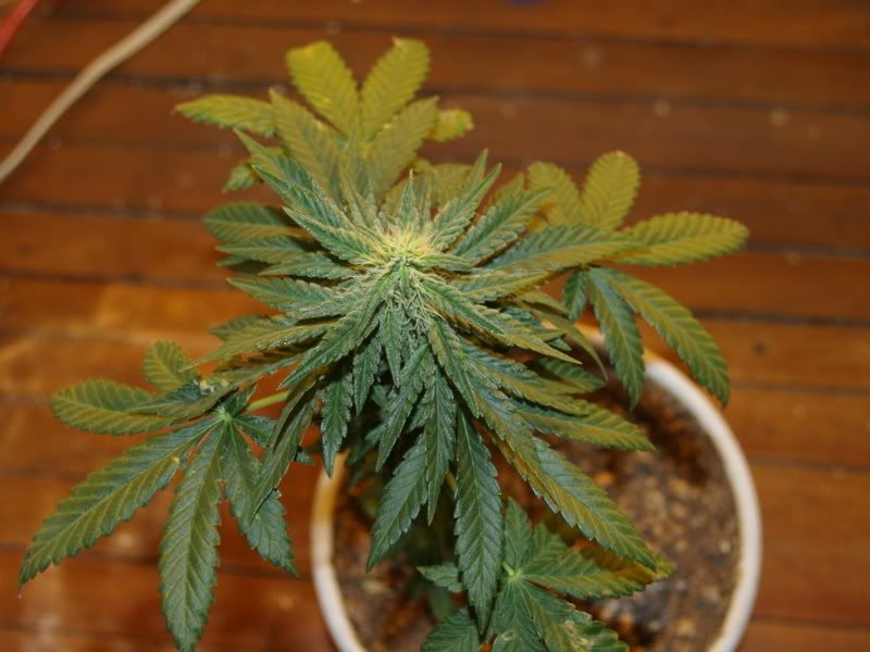 babyt1-17-09.jpg
