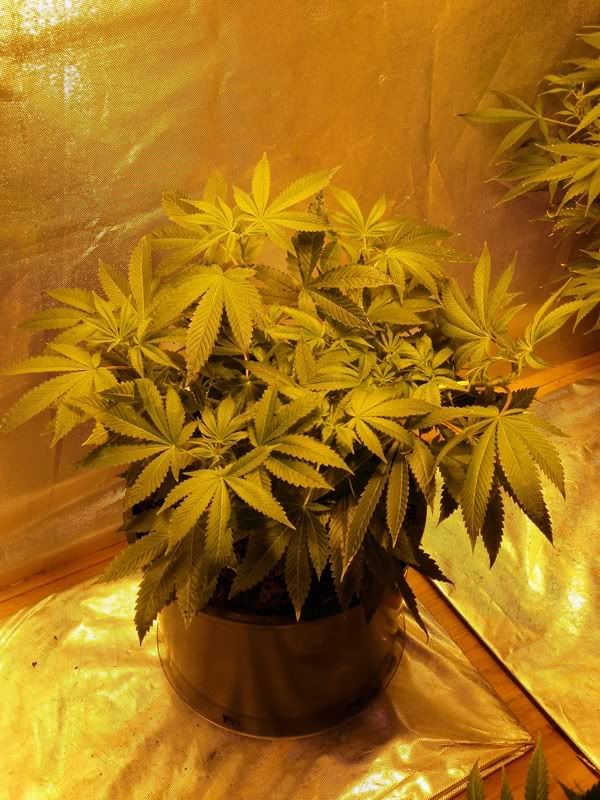 bubbakush.jpg