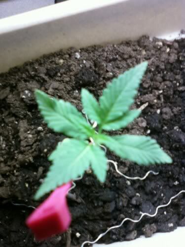 weed12.jpg