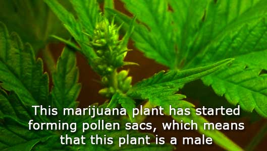 male-marijuana-plant-first-signs-caption.jpg