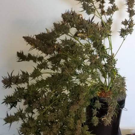 growdiaries.com
