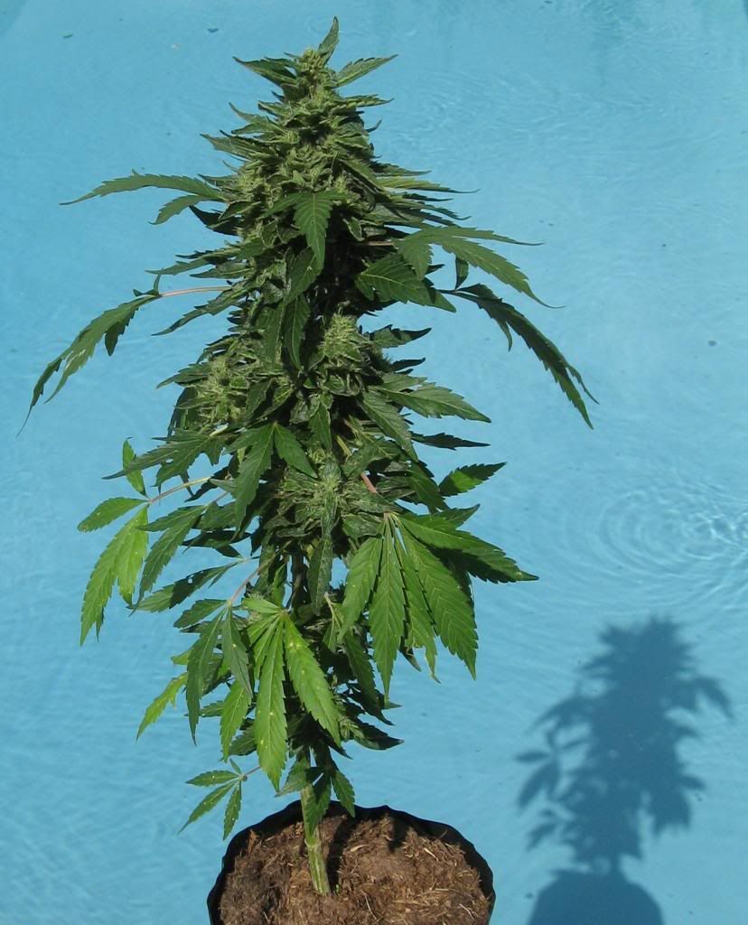 trainwreck14_zps059807e2.jpg