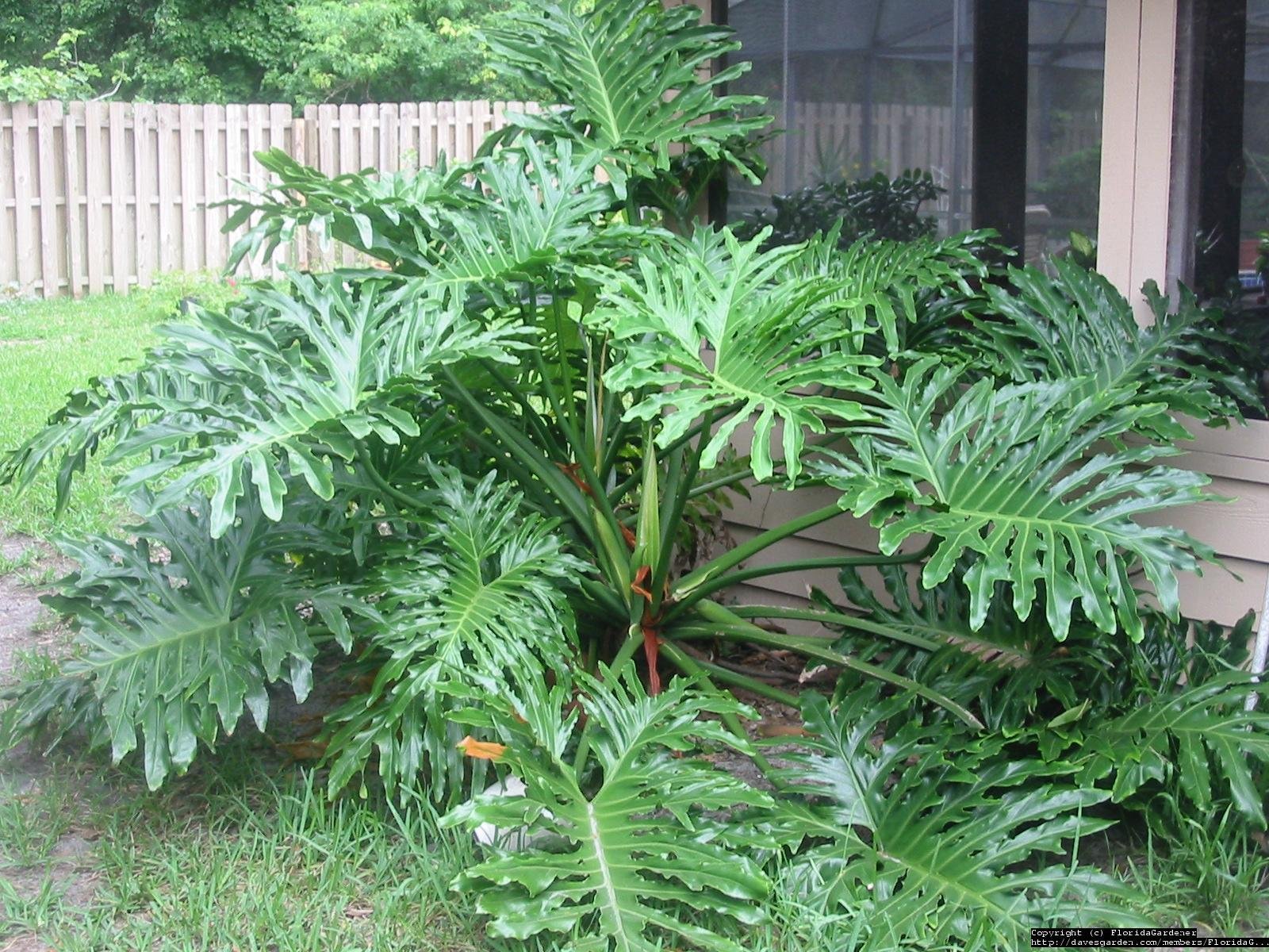 FloridaGardener_2002-06-07_1023466889911.jpg