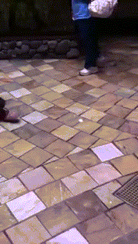 tumblr_mjdewm72YN1rqcu9eo1_250.gif