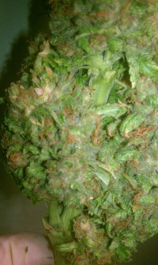 IMAG0869.jpg