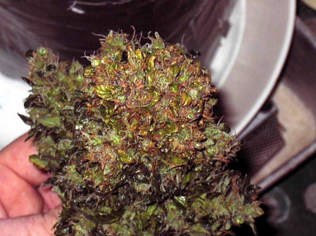 lowryder63harvestday013.jpg