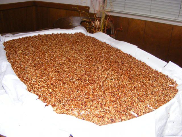 mushroomstuff007.jpg