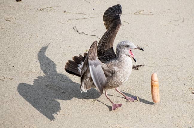 A gull with a dildo in its mouth is a new one for all of us. I hope. Credit: Caters