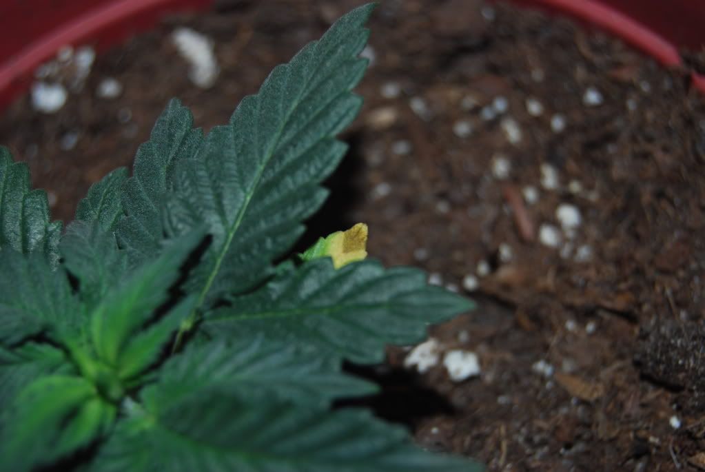 weed14004.jpg