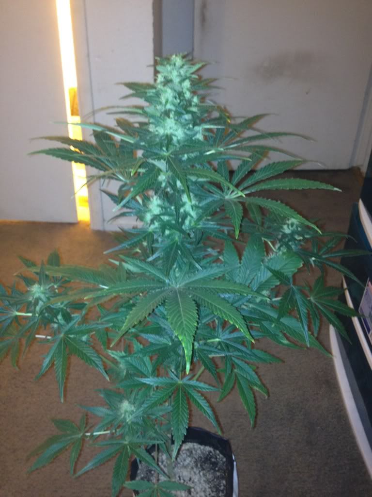 2c71dde3.jpg