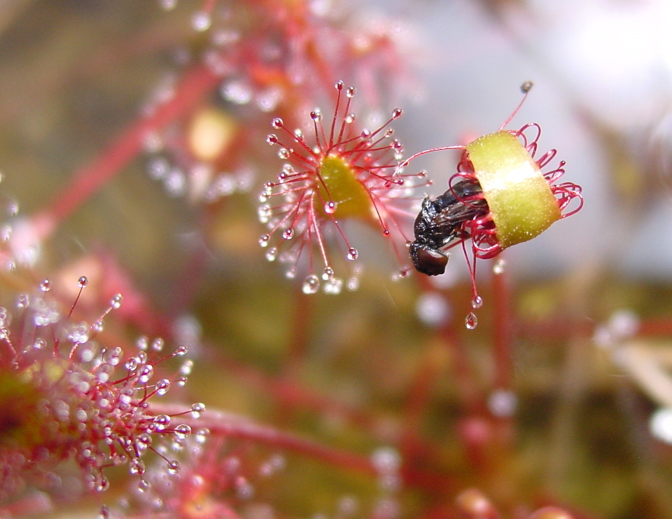 Drosera_anglica_ne4.jpg