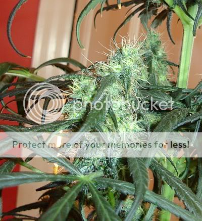 _d58stretchbud.jpg