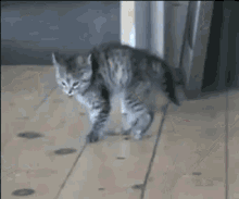 tenor.gif