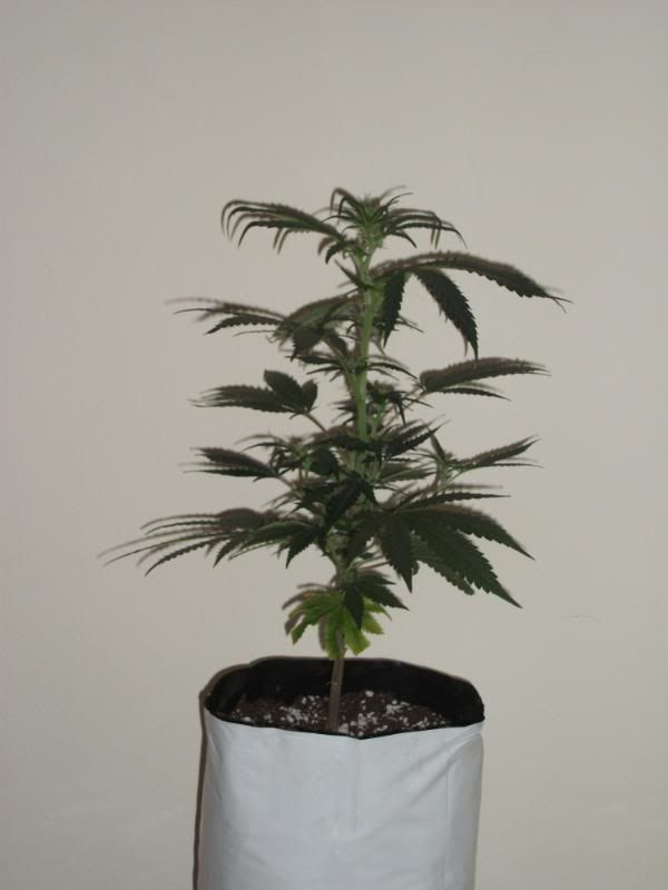 DSCF4175.jpg
