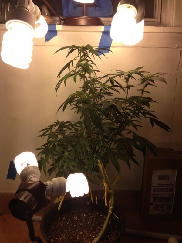 image_zpsf7b1d593.jpeg