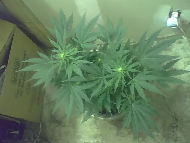 10daysflower.jpg