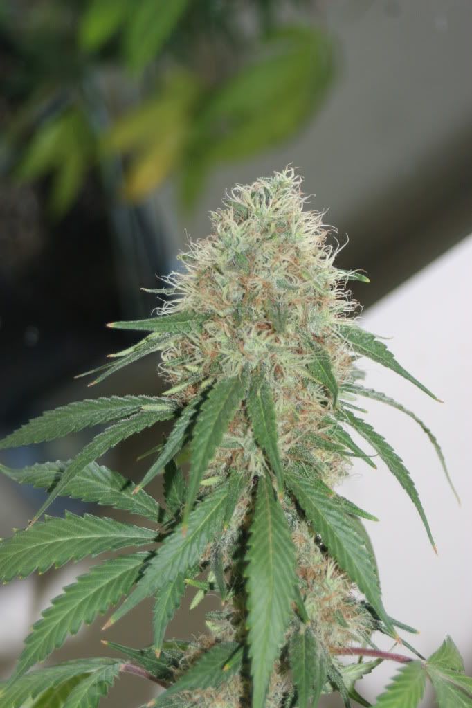 frosty044.jpg