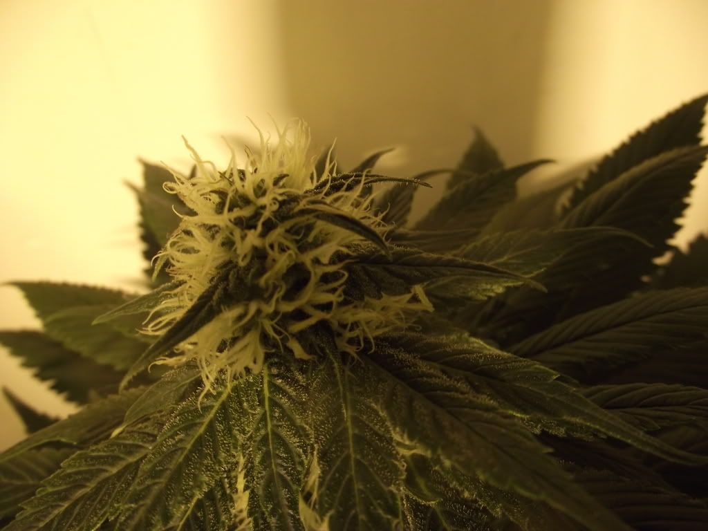 DSCF2500.jpg
