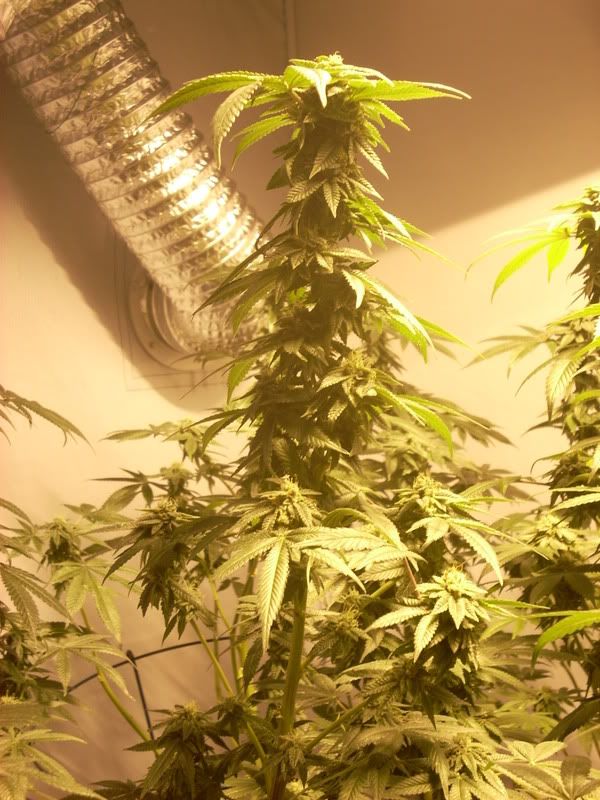 pot002.jpg