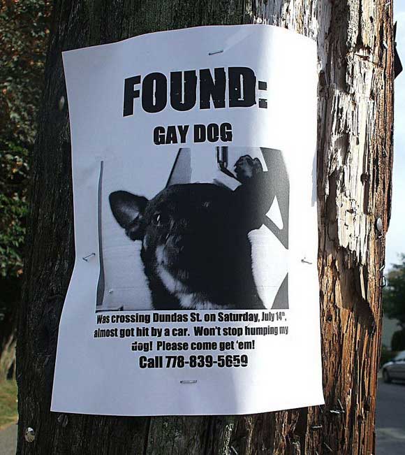 Gay+dog.jpg