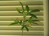 th_IMG_0368.jpg