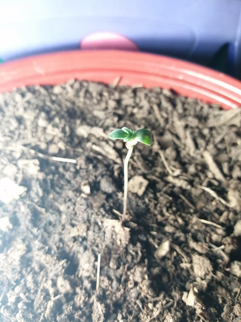 IMG-20190827-203142.jpg