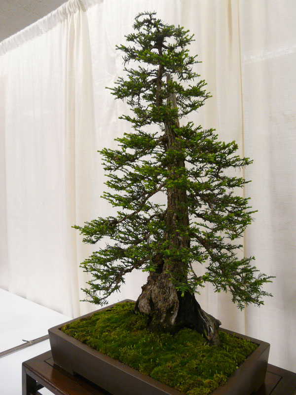 bonsai-redwood-tree-11.jpg