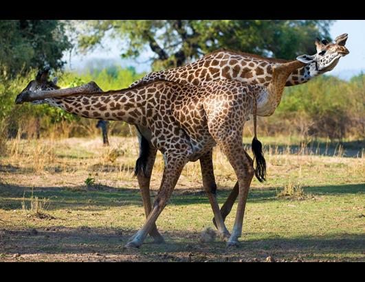 cn_tango_giraffes_ss_jt_130411jpg_ssh.jpg