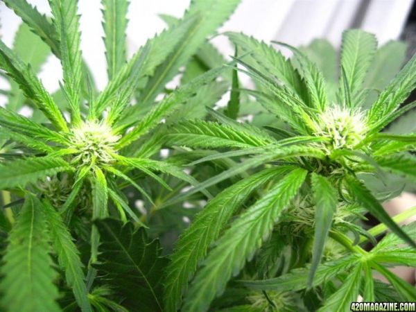 BB_CC_Grow_Update_Sep_13_40_.jpg