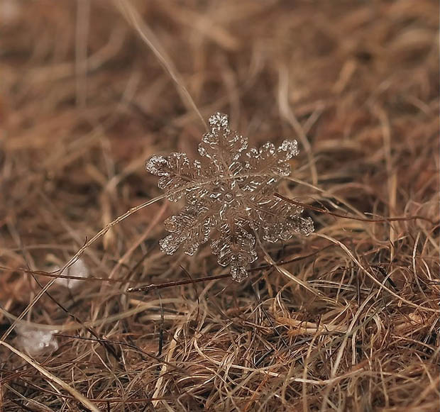 macrosnow-6.jpg
