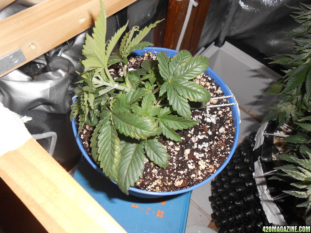 DSCN11685.JPG