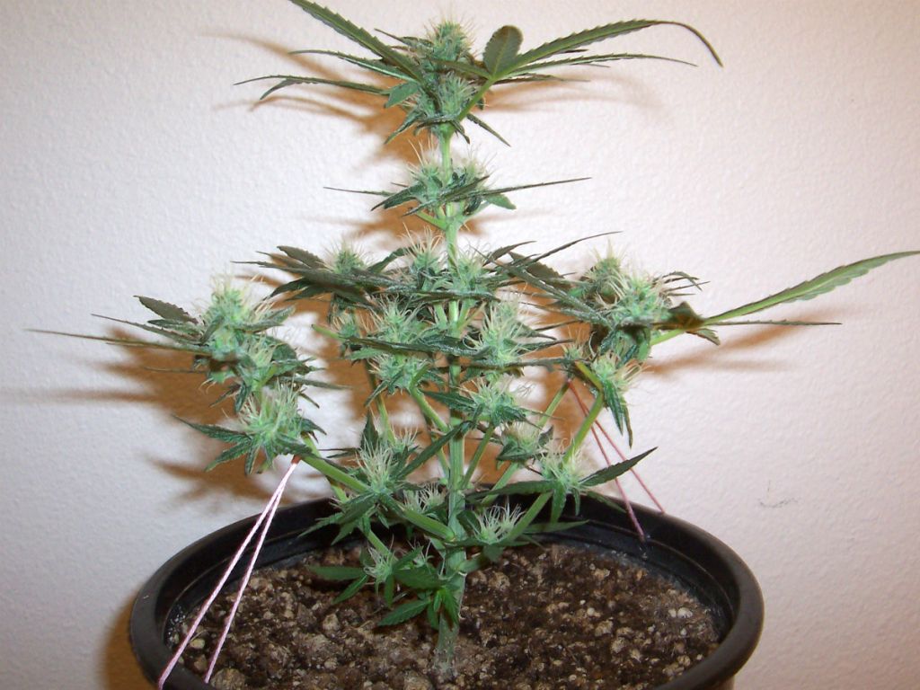 DAY44_PLANT3.jpg