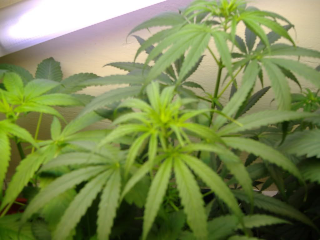 Plant3.jpg