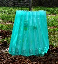 wallo-Green.jpg