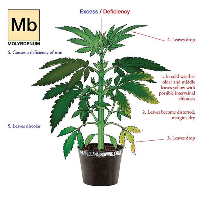 molybdenum-deficiency-marijuana-diagram.jpg