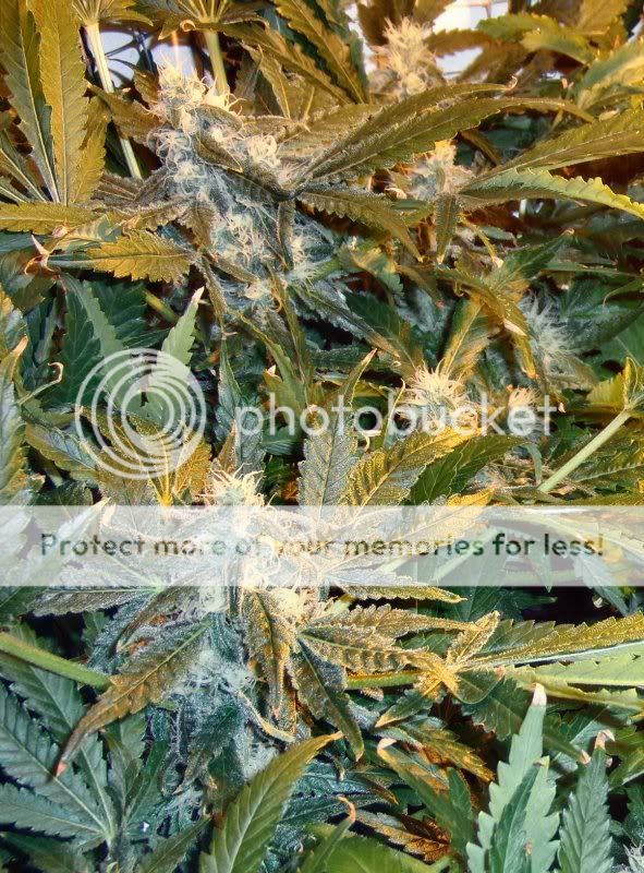 Week14_Buds_Close.jpg