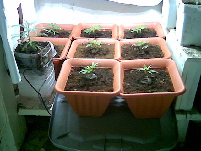 Image0033.jpg