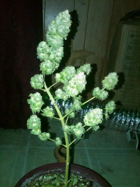 IMG00346-20110620-1648.jpg