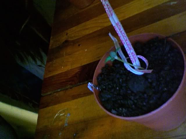Photo145.jpg