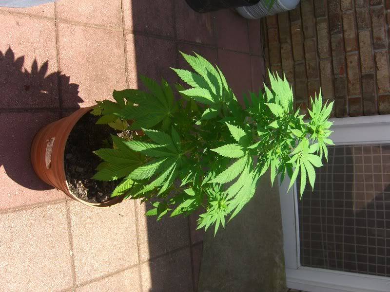 marijuana007.jpg