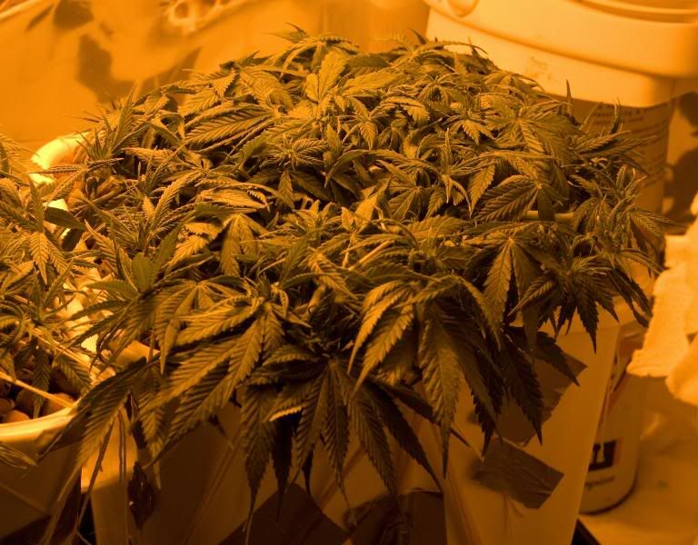 plant3.jpg