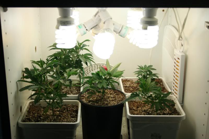 SeedlingsandClones007.jpg