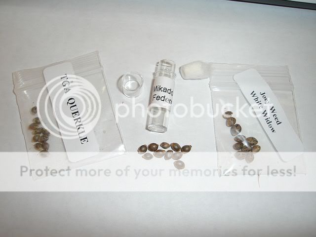 BEANS002.jpg